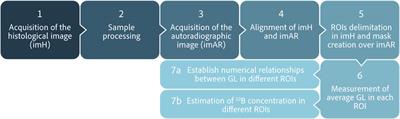 Optical density of high fluence autoradiographic images to study boron microdistribution: validation of the technique in tissue sections